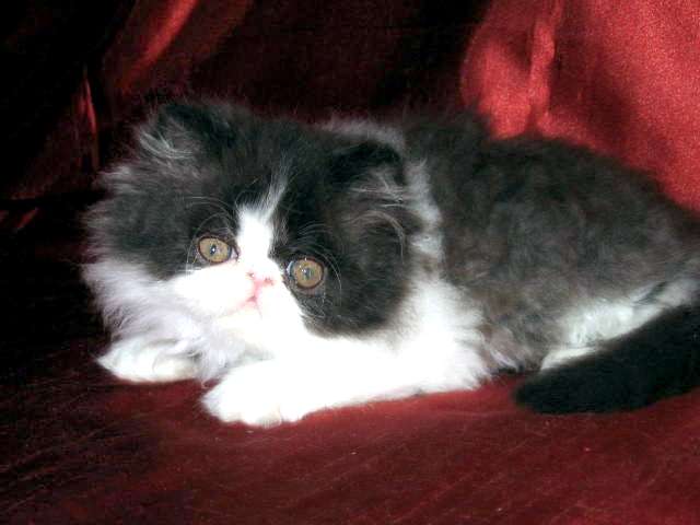 Superbe chaton Persan mâle noir et blanc LOOF à vendre