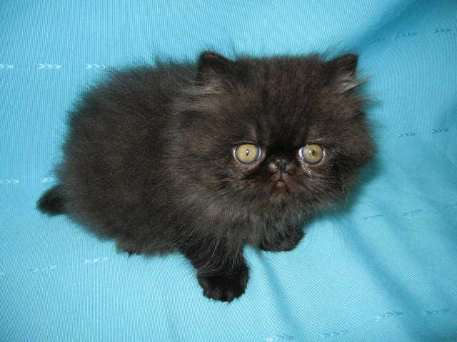Superbes chatons Persans mâles noir LOOF à vendre