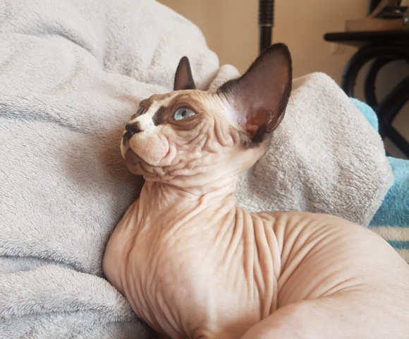 elevage chat sphynx isere