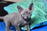 Chatons Devon Rex Loof