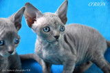 Chatons Devon Rex Loof