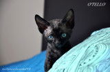 Chatons Devon Rex Loof