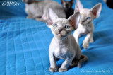 Chatons Devon Rex Loof