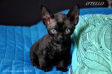 Chatons Devon Rex Loof