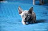 Chatons Devon Rex Loof