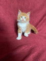 Superbes chatons Maine Coon LOOF à vendre