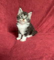 Superbes chatons Maine Coon LOOF à vendre