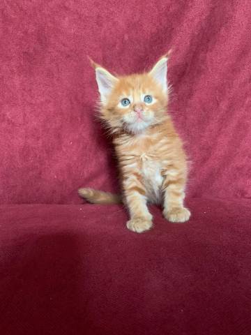 Superbes chatons Maine Coon LOOF à vendre