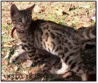 Chaton Bengal mâle LOOF né le 27/06/18