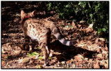 Chaton Bengal mâle LOOF né le 27/06/18