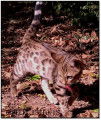 Chaton Bengal mâle LOOF né le 27/06/18