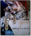 Chaton Bengal mâle LOOF né le 27/06/18