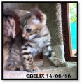 Chaton Bengal mâle LOOF né le 27/06/18