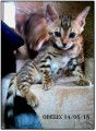 Chaton Bengal mâle LOOF né le 27/06/18