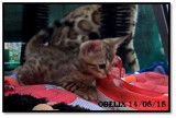 Chaton Bengal mâle LOOF né le 27/06/18