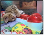 Chaton Bengal mâle LOOF né le 27/06/18
