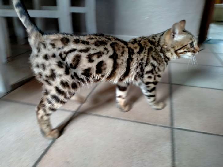 5 Chatons Bengals A Vendre 3 Femelles Et 2 Males Petite Annonce Chat