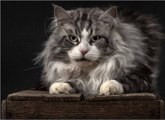 Chatons Maine Coon LOOF bleus