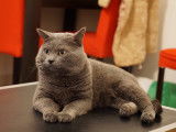 Superbe Chartreux disponible pour saillie