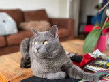 Superbe Chartreux disponible pour saillie