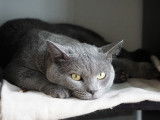 Superbe Chartreux disponible pour saillie