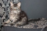 Chatons de race Maine Coon à vendre (3 femelles)