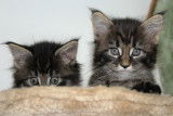 Chatons de race Maine Coon à vendre (3 femelles)