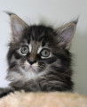 Chatons de race Maine Coon à vendre (3 femelles)