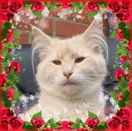 Chatons de race Norvégien à vendre (2 femelles & 3 mâles)