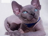 Éleveur officiel de Sphynx canadien