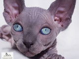 Éleveur officiel de Sphynx canadien