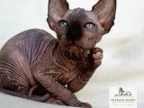 Éleveur officiel de Sphynx canadien