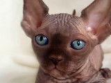 Éleveur officiel de Sphynx canadien