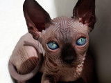 Éleveur officiel de Sphynx canadien