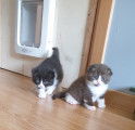 Chatons de type Scottish Fold &agrave; vendre (3 femelles)