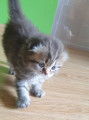Chatons de type Scottish Fold &agrave; vendre (3 femelles)