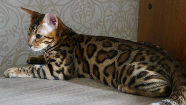 3 Chatons Bengal A Vendre 2 Femelles 1 Male Petite Annonce Chat