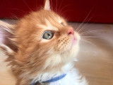 A réserver chatons Maine coon loof