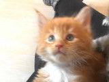 A réserver chatons Maine coon loof