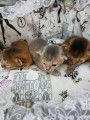 Chatons de race Abyssin &agrave; vendre (2 femelles & 1 m&acirc;le)