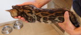 Chatons Bengal brown Rozetted