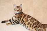 Chatons Bengal brown Rozetted