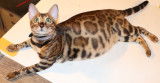 Chatons Bengal brown Rozetted