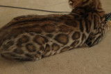 Chatons Bengal brown Rozetted