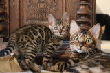 Chatons Bengal brown Rozetted