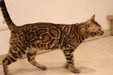 Chatons Bengal brown Rozetted