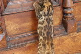 Chatons Bengal brown Rozetted