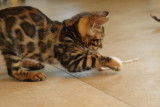 Chatons Bengal brown Rozetted