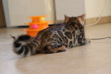 Chatons Bengal brown Rozetted