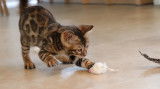 Chatons Bengal brown Rozetted